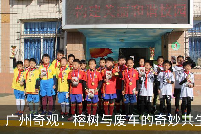 广州奇观：榕树与废车的奇妙共生引发城市管理思考